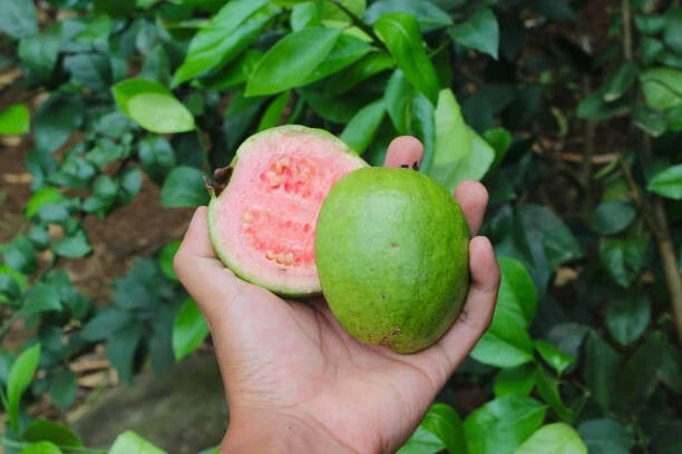 Getas Red Guava Seeds (Psidium guajava / 1000+ Fresh Tropical Fruit Tree Seeds) – Premium Exotic Botanical Specimen Plant Seeds for Planting
