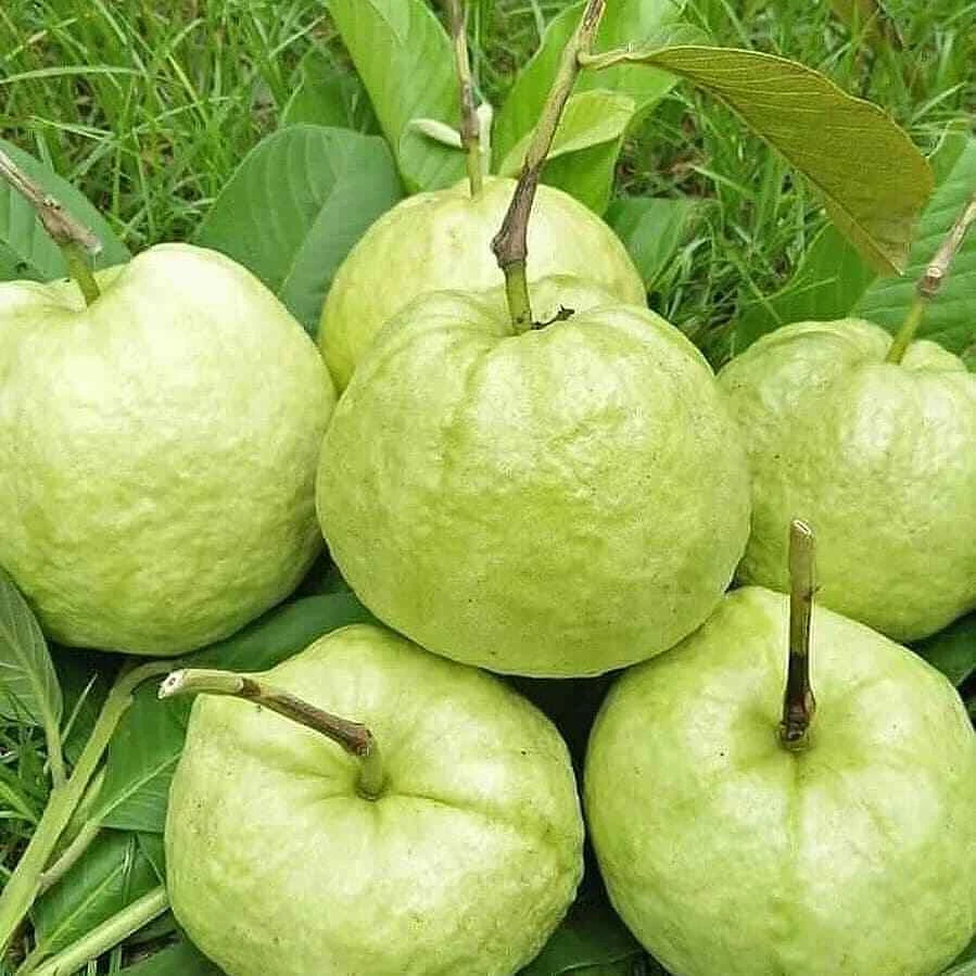 5,000+ Red Crystal Guava Seeds (Psidium guajava) | Sweet Red Flesh Fruit | Tropical Guava Tree