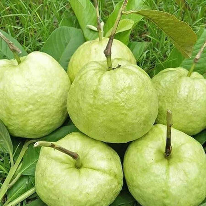 5,000+ Red Crystal Guava Seeds (Psidium guajava) | Sweet Red Flesh Fruit | Tropical Guava Tree