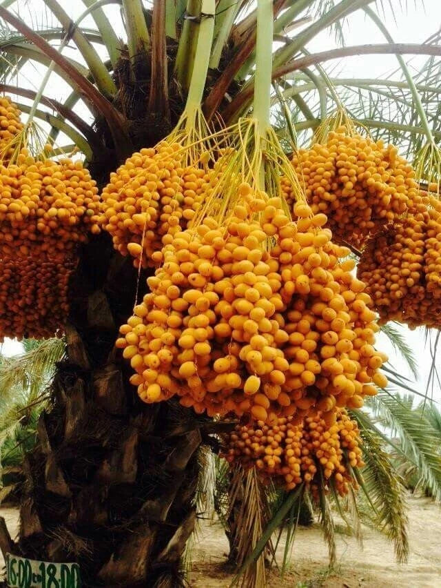 Nabtat Ali Date Palm Seeds (Phoenix dactylifera) – 35+ Premium Rare Sweet Saudi Arabian Nabtat Ali Date Seeds