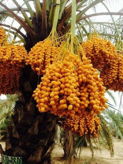 Nabtat Ali Date Palm Seeds (Phoenix dactylifera) – 35+ Premium Rare Sweet Saudi Arabian Nabtat Ali Date Seeds
