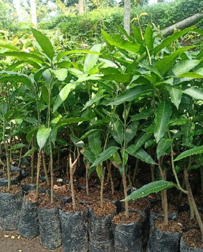 Premium Grafted Apple Mango Fruit Tree - Fast Fruiting Sweet Tropical Mango Plant