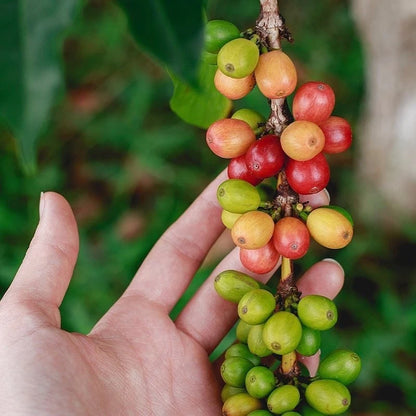 Certified Hybrid H1 Coffee Seeds (Coffea arabica var. H1) – High-Yield Disease-Resistant Specialty Coffee Bean Seeds for Planting (120 Pcs)