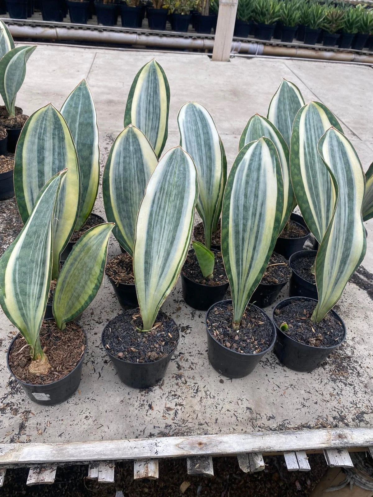 Sansevieria Masoniana Variegated (Whale Fin) - Rare Tropical Snake Plant