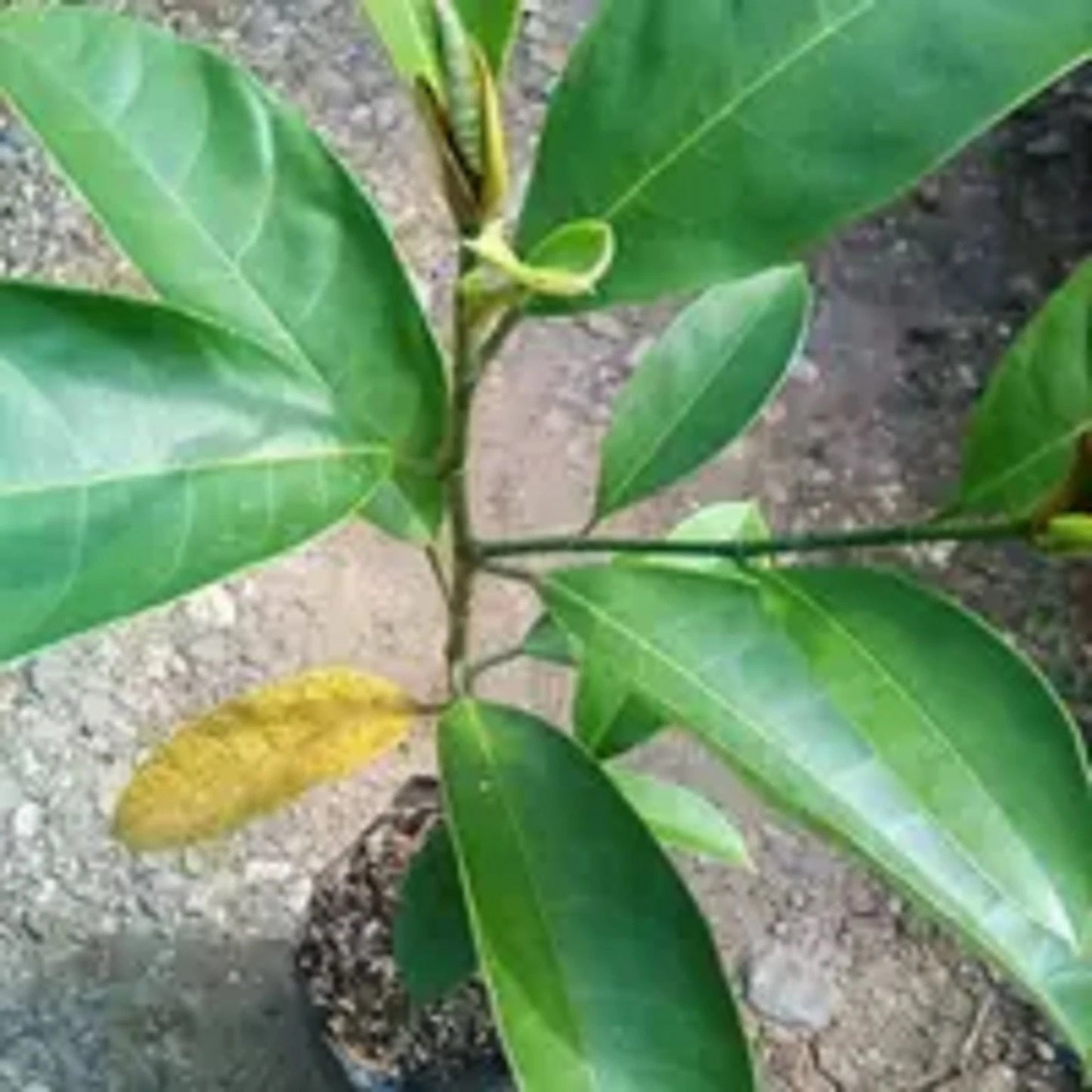 Grafted Tropical Fruit Seedlings (Jackfruit, Cempedak, Durian)