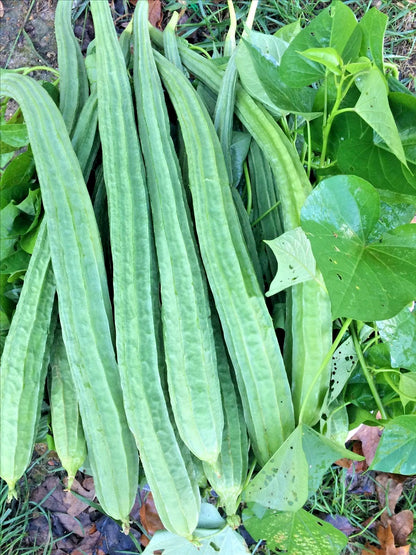 Sponge Gourd Seeds (Luffa acutangula) – 1.000+ Premium Heirloom Angled Luffa Oyong Gambas Seeds for Planting