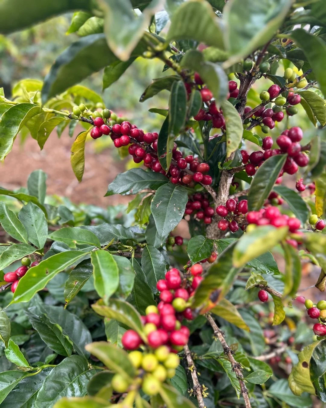 Villa Sarchi Coffee Seeds (120+ Bulk Seeds, Coffea arabica var. Villa Sarchi) – Premium Costa Rican Specialty Coffee Plant Seeds for Planting