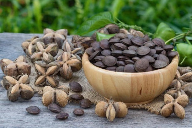 Sacha Inchi Nuts Seeds 300+ pcs (Plukenetia volubilis) – Premium Certified Exotic Inca Peanut Vine Plant Seeds for Planting