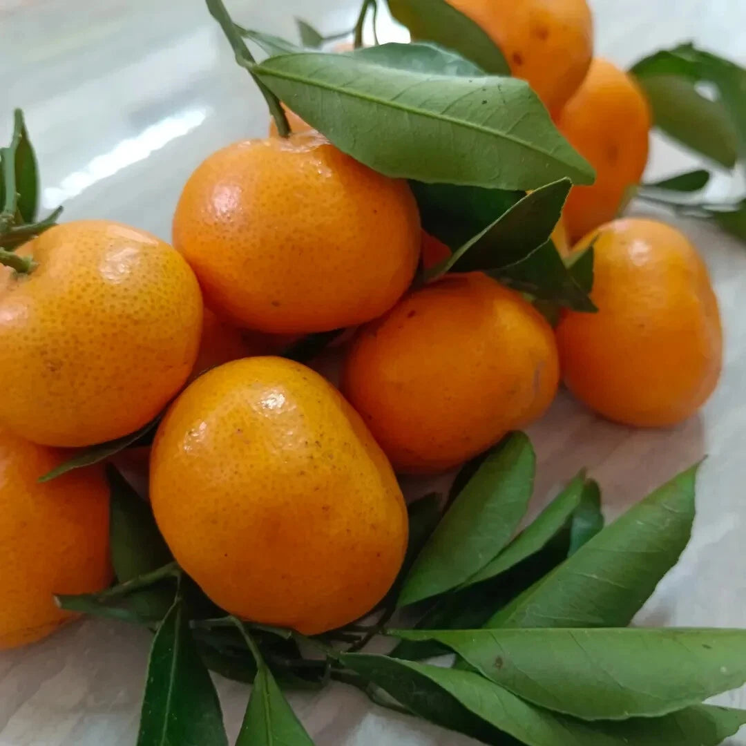 Mandarin Orange Seeds (Citrus reticulata / 1000+ Premium Sweet Mandarin Fruit Tree Seeds) – Premium Botanical Specimen Plant Seeds for Planting