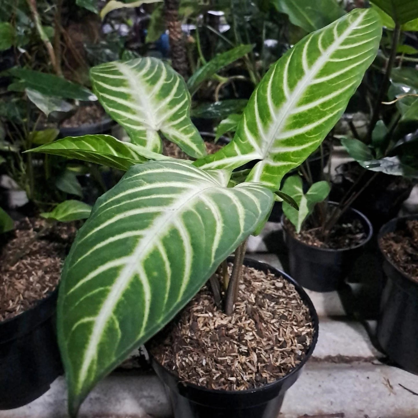 Xanthosoma lindenii 'Magnificum' (Angel Wing) – Stunning Tropical Aroid