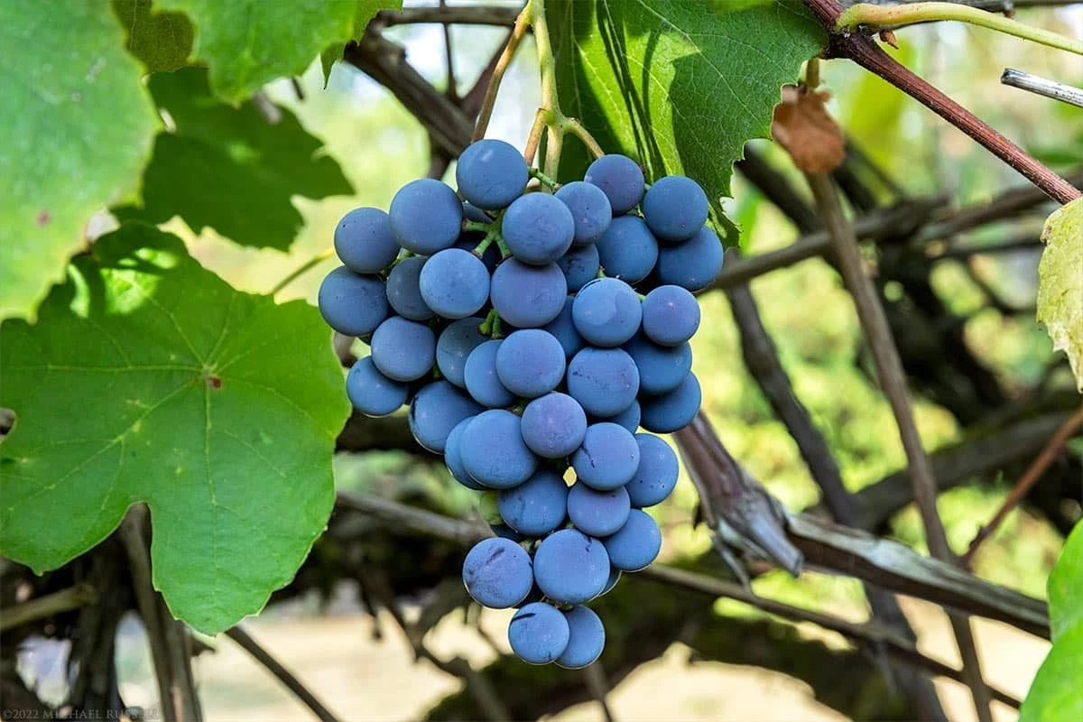 Concord Grape Seeds (Vitis labrusca 'Concord') – Premium Certified American Table & Juicing Grape Fruit Vine Seeds for Planting