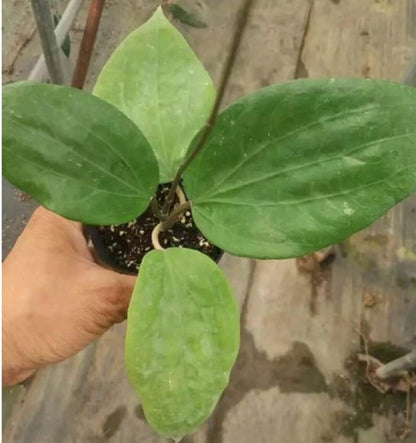 Hoya glabra - Rare Exotic Tropical Wax Plant