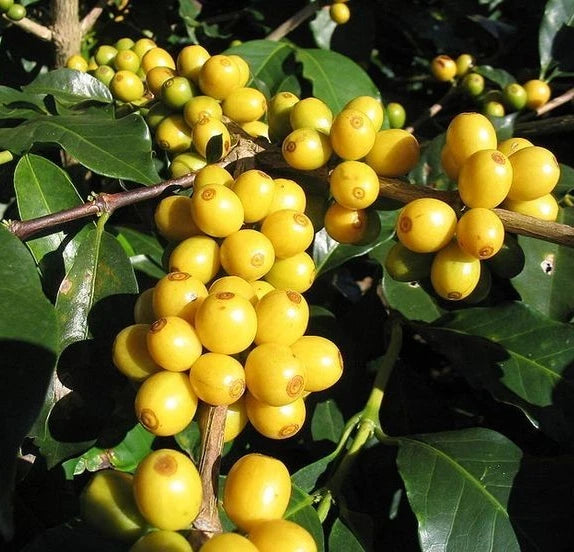 120+ Sidra Yellow Coffee Seeds (Coffea arabica var. Sidra Yellow) – Premium Rare Ecuadorian Specialty Coffee Plant Seeds for Planting