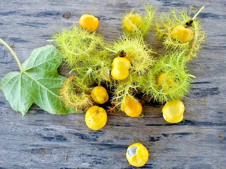 Rambusa (Mini Passion Fruit) – 1,000+ Premium Seeds (Passiflora foetida)