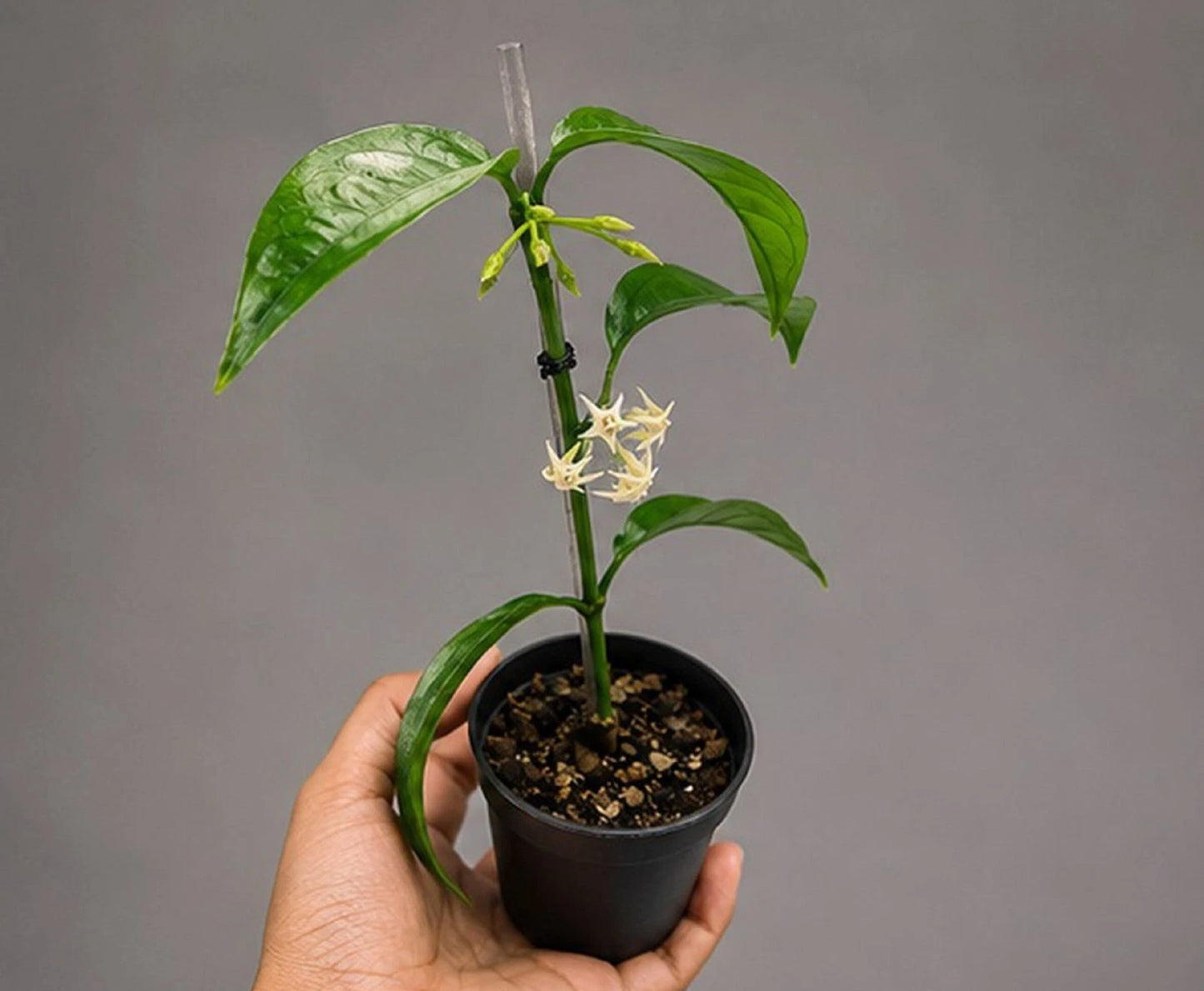 Rare Hoya Solokensis Live Plant - Premium Exotic Tropical Fragrant Cream Star Wax Plant
