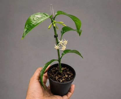 Rare Hoya Solokensis Live Plant - Premium Exotic Tropical Fragrant Cream Star Wax Plant