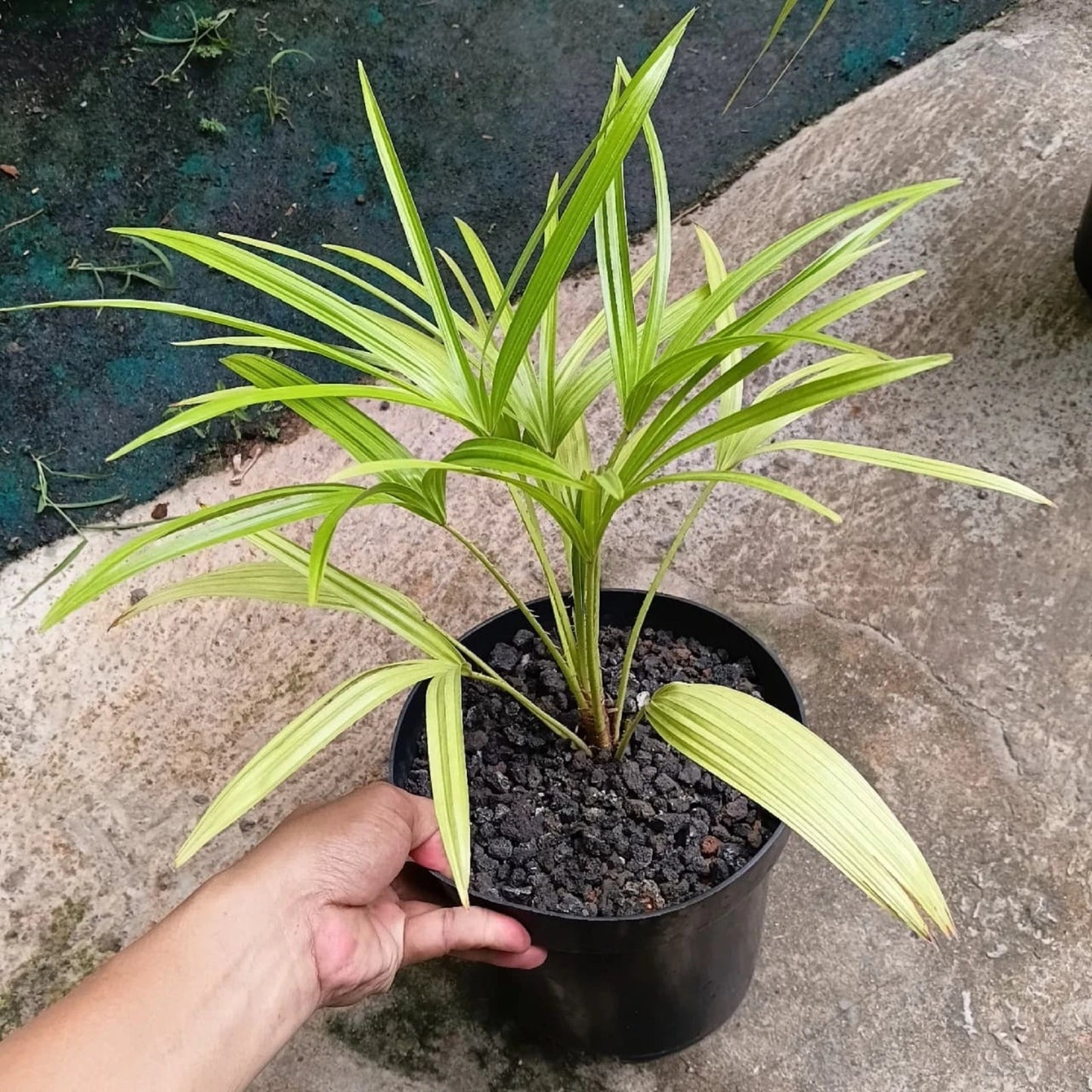 Livistona benthamii – Rare Golden-Hued Fan Palm