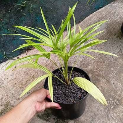 Livistona benthamii – Rare Golden-Hued Fan Palm
