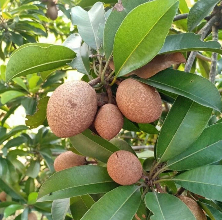 Sapodilla Seeds var. PKM-1 35 pcs (Manilkara zapota) - Premium High-Yield Sweet Chico Zapote Seeds