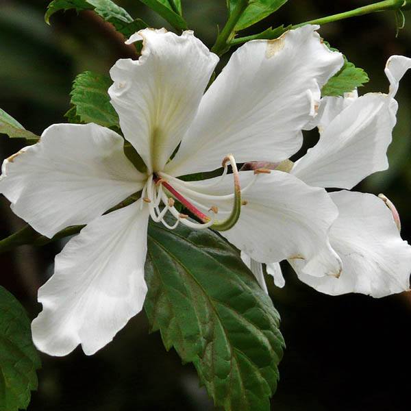 Bauhinia alba 10 Seeds For Planting