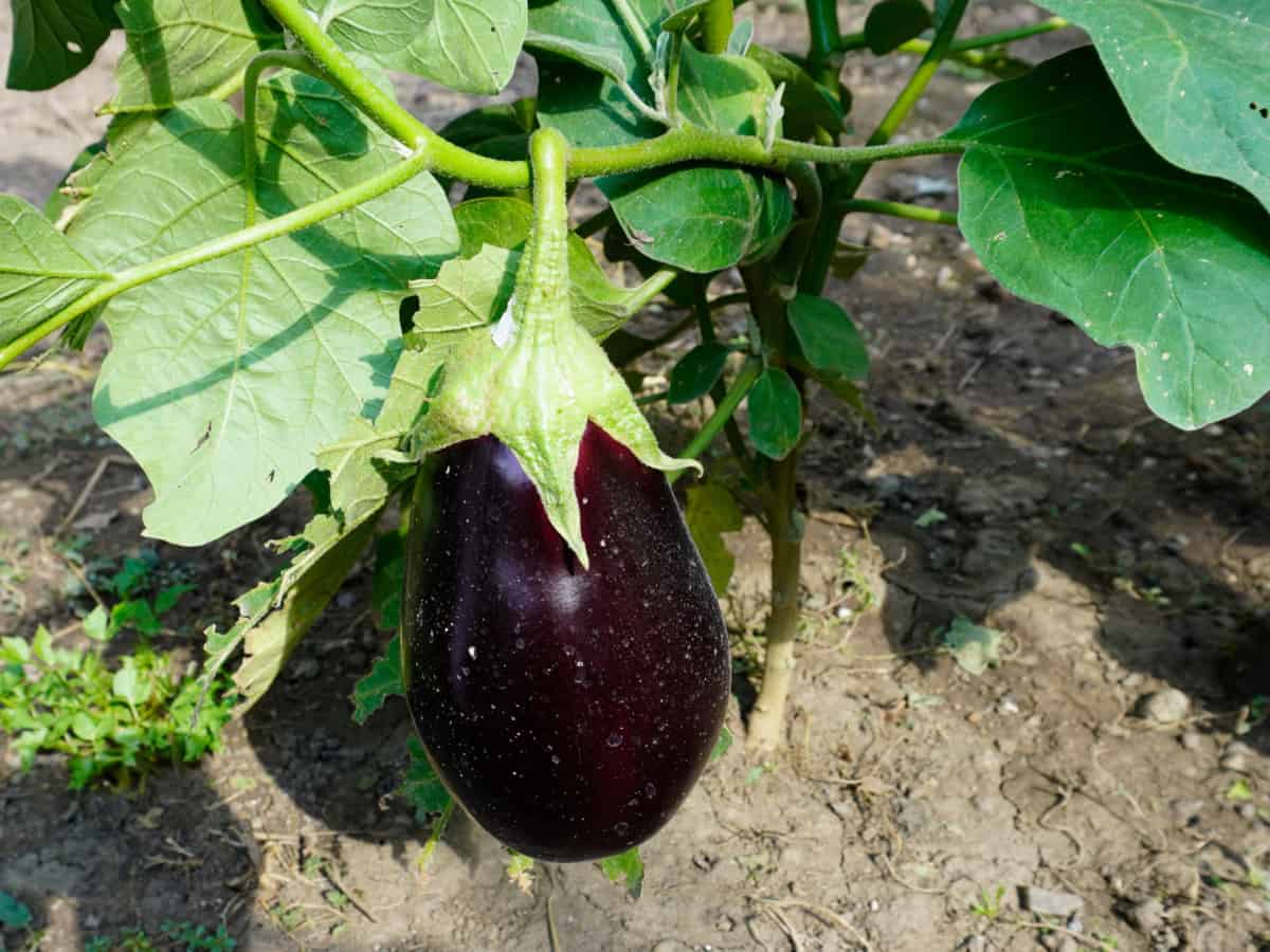 Eggplant Black Beauty Solanum melongena 50 Seeds For Planting