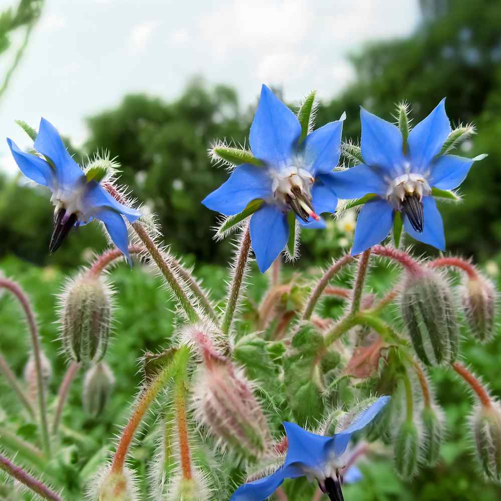 Borage 1g Seeds For Planting