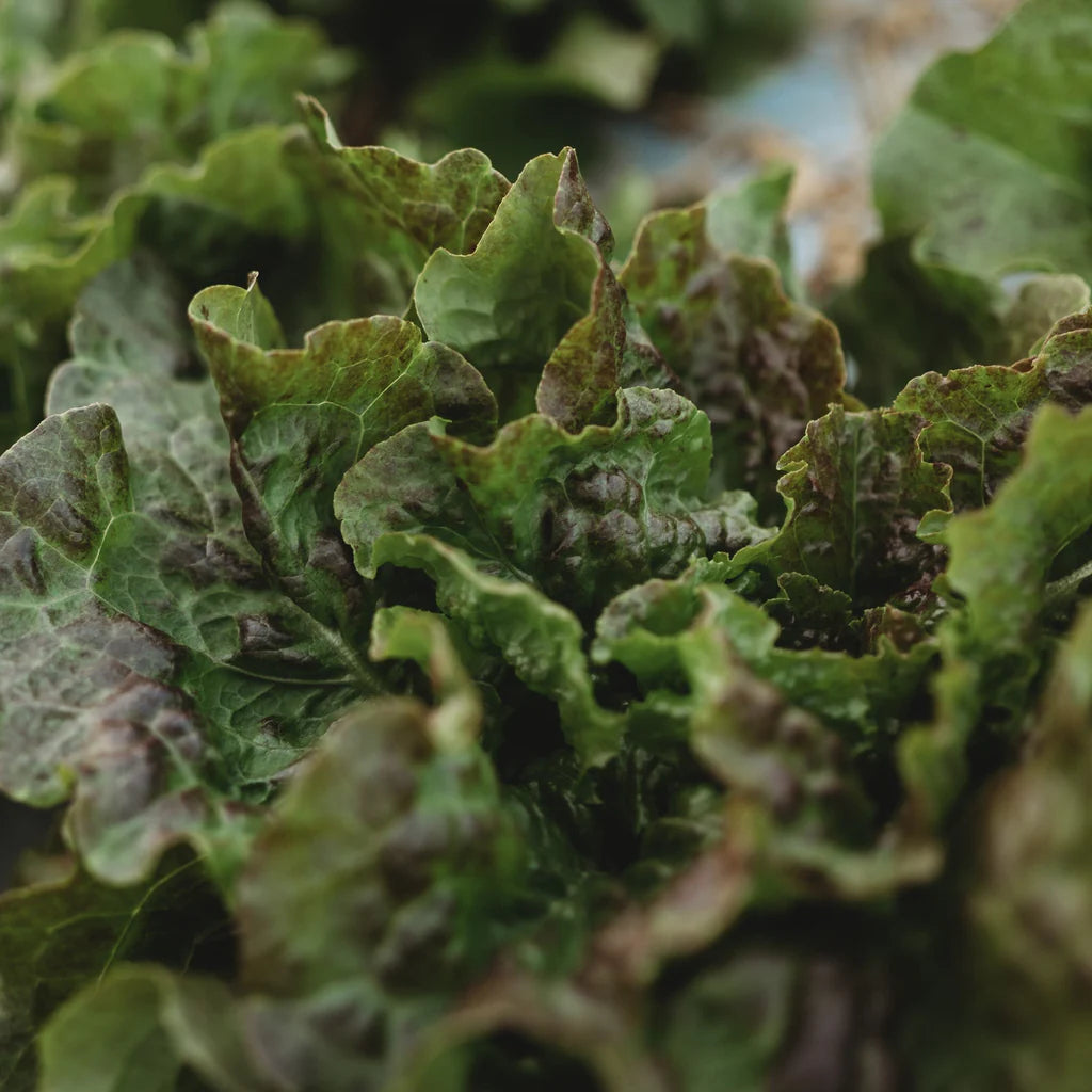 Bronze Mignonette Butterhead Lettuce 700 Seeds For Planting