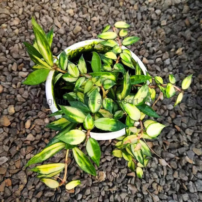 Hoya Lacunosa ‘Kirana’ | Rare Tropical Wax Plant | Indoor Outdoor Hoya | Exotic Collector Plant