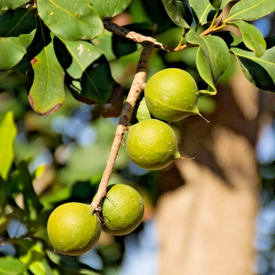 20+ Macadamia Nut Tree Seeds (Macadamia integrifolia) | Rare Tropical Nut Tree | Edible Nuts | Grow Your Own