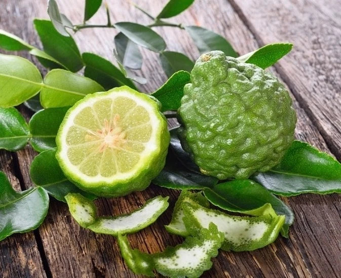 Kaffir Lime Seeds (Citrus hystrix) – 30++ Premium Fresh Makrut Lime / Double-Leaf Citrus Seeds for Planting