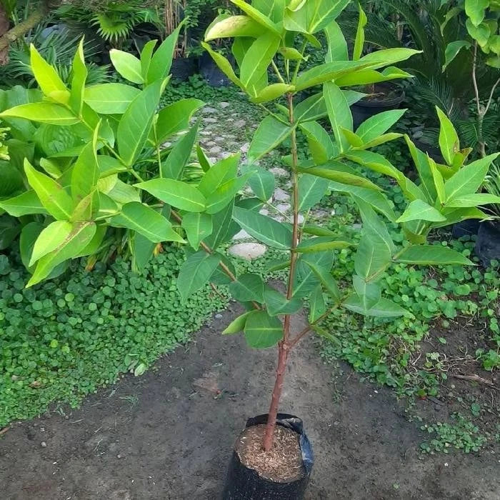 Premium Grafted Jambu Air Citra Live Plant – Elite Red Indonesian Water Apple Tree Seedling, Established and Ready to Grow in Pot