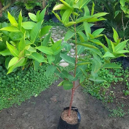 Premium Grafted Jambu Air Citra Live Plant – Elite Red Indonesian Water Apple Tree Seedling, Established and Ready to Grow in Pot