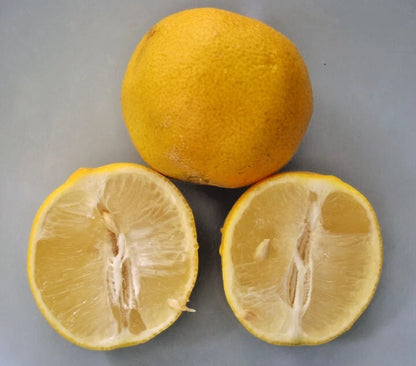Sweet Lemon "Mitha Nimbu" (Citrus limetta) – 1000+ Premium Sweet Lime Planting Seeds