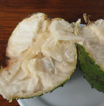 Bali Soursop Seeds (Annona muricata var. Bali) – Premium Sweet Creamy Tropical Guanabana Fruit Tree Seeds for Planting (100 Pcs)