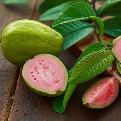 Red Guava Seeds 250+ pcs (Psidium guajava 'Manilla') – Premium Certified Manilla Red Guava Fruit Tree Plant Seeds for Planting