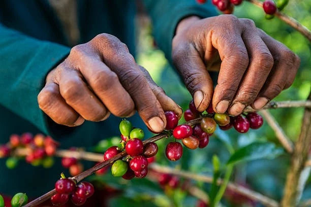 Premium TimTim Coffee Seeds (Coffea arabica x robusta hybrid) – Exotic Coffee Bean Seeds for Planting (300+ Pcs)