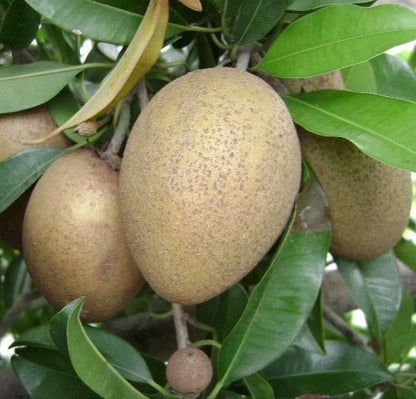 Jamil 92 Sapodilla (Manilkara zapota) – 35+ Premium Chikoo Seeds