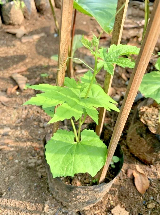 Green Apple Bitter Melon (Momordica charantia) – 15+ Premium Round Gourd Seeds