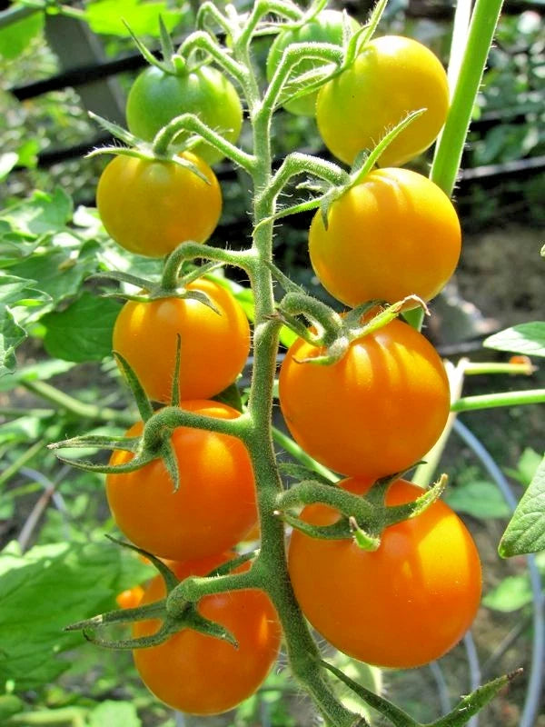 40+ Cherry Tomato Seeds (Solanum lycopersicum) – Bundling 4 Cultivar Garden Package Certified Heirloom Vegetable Seeds for Planting