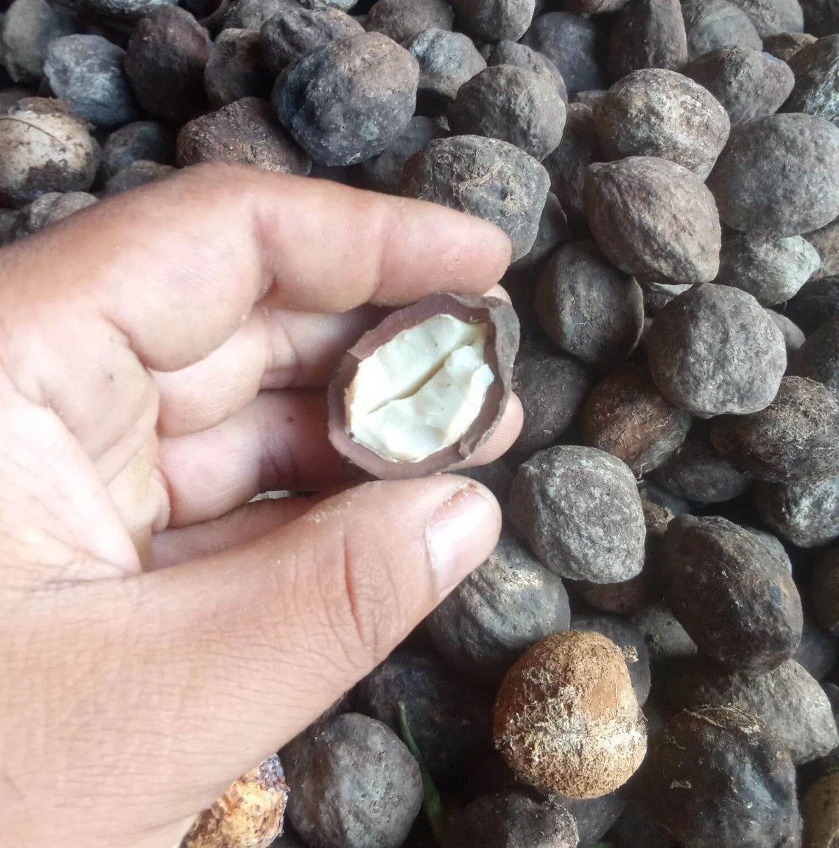 Candlenut Tree Seeds (Aleurites moluccanus / 20+ Fast-Growing Kukui Nut Tree Seeds) – Premium Exotic Botanical Specimen Plant Seeds for Planting