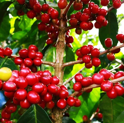 Geisha Taiwanese Coffee (Coffea arabica) – 120+ Premium Micro-Lot Seeds