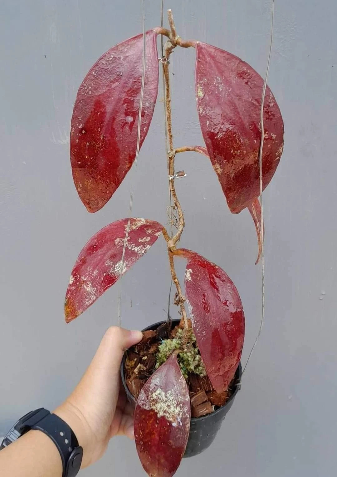 Hoya Benchaii Red Leaves Live Plant – Premium Certified Rare Tropical Indoor Outdoor Wax Plant Specimen for Planting