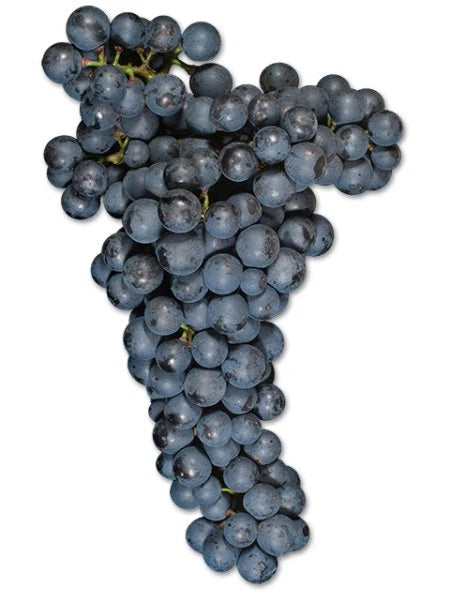 Lemberger Grape Seeds 100+ pcs (Vitis vinifera 'Lemberger') – Premium Certified Blaufränkisch Wine and Table Grape Vine Plant Seeds for Planting
