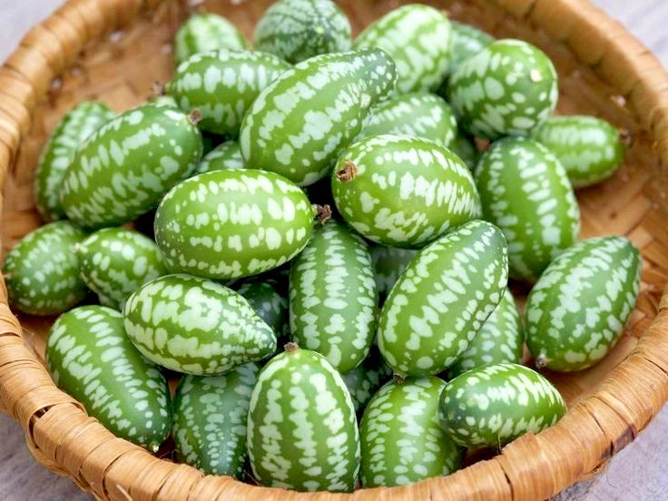 Bulk Cucamelon Mexican Sour Gherkin Seeds (Melothria scabra) – 100+ Premium Fresh Rare Exotic Sweet-Tangy Mini Watermelon Cucumber Seeds for Planting