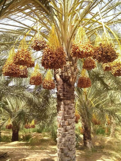 Deglet Noor Date Palm Seeds (Phoenix dactylifera 'Deglet Noor') – Premium Queen of Dates Exotic Fruit Tree Seeds for Planting (35 Pcs)