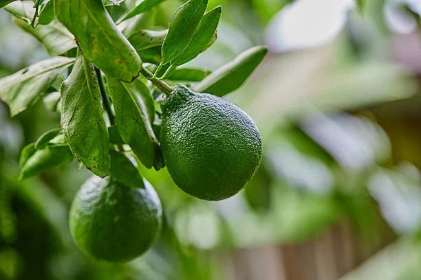 Dekopon Orange Seeds (Citrus reticulata) – 30++ Premium Fresh Sumo Citrus / Sweet Japanese Mandarin Seeds for Planting