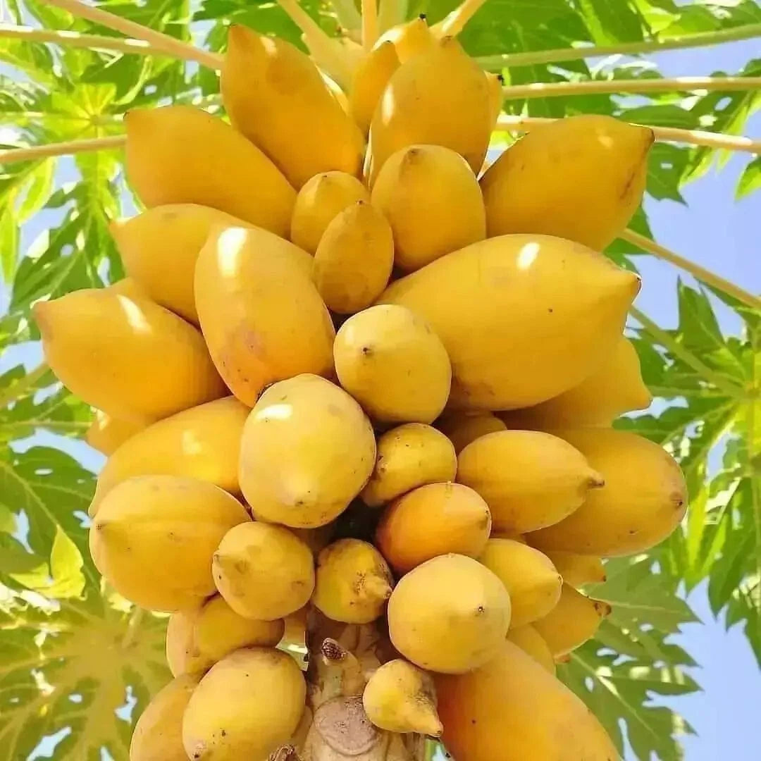 Golden Papaya Seeds (Carica papaya L.) – 2000+ Premium Wholesale Fresh Honey-Sweet Golden Papaya Seeds