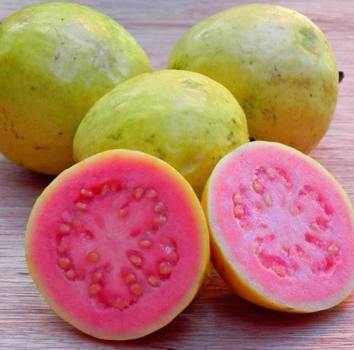 Premium Taiwan Pink Guava Seeds (Psidium guajava) – Sweet Exotic Fruit Seeds for Planting