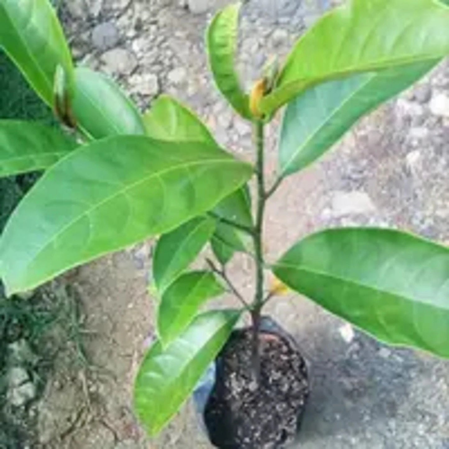 Grafted Tropical Fruit Seedlings (Jackfruit, Cempedak, Durian)