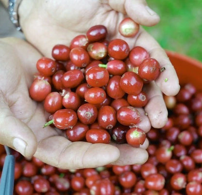 Castillo Coffee Seeds (Coffea sp. / 120+ Premium Rust-Resistant Specialty Coffee Bean Seeds) – Premium Botanical Specimen Plant Seeds for Planting
